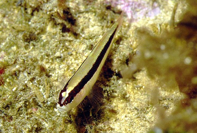 Gobius vittatus (Ghiozzo listato)